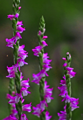 凛と立つ　P1420652zz