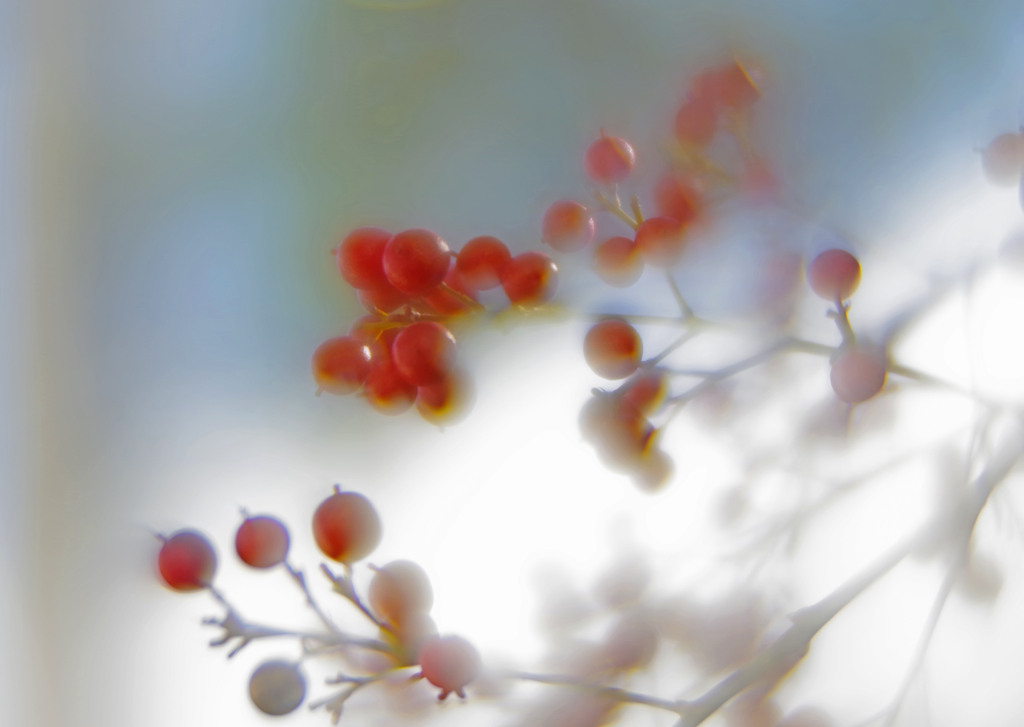 赤い実　IMGP9800zz