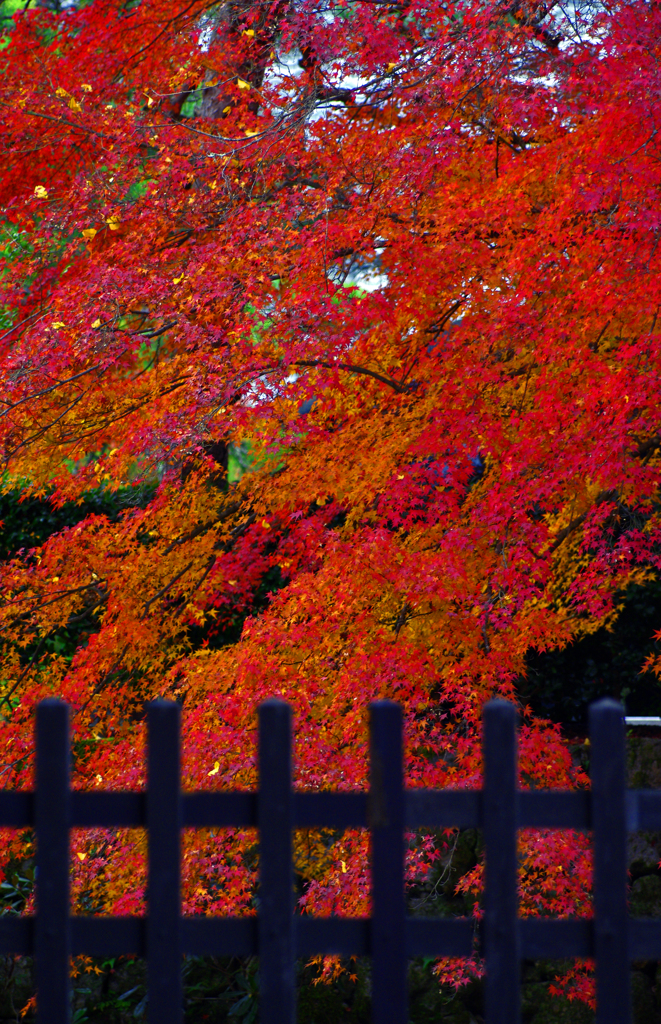 南禅寺三門より　IMG2354zz