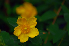 黄色き花　P1086383zz
