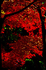 紅の陽射し 逆光　_IGP1644zz