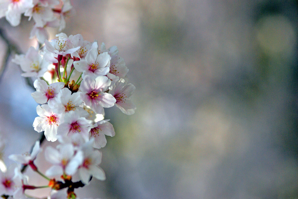 花曇り　IMGP8669z