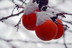 初雪　P1810270zz