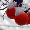 初雪　P1810270zz