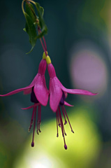 Lady's earrings IMG8460zz Lady's earrings IMG8460zz