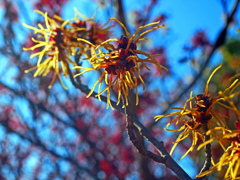 マンサクの花　P1080888zz