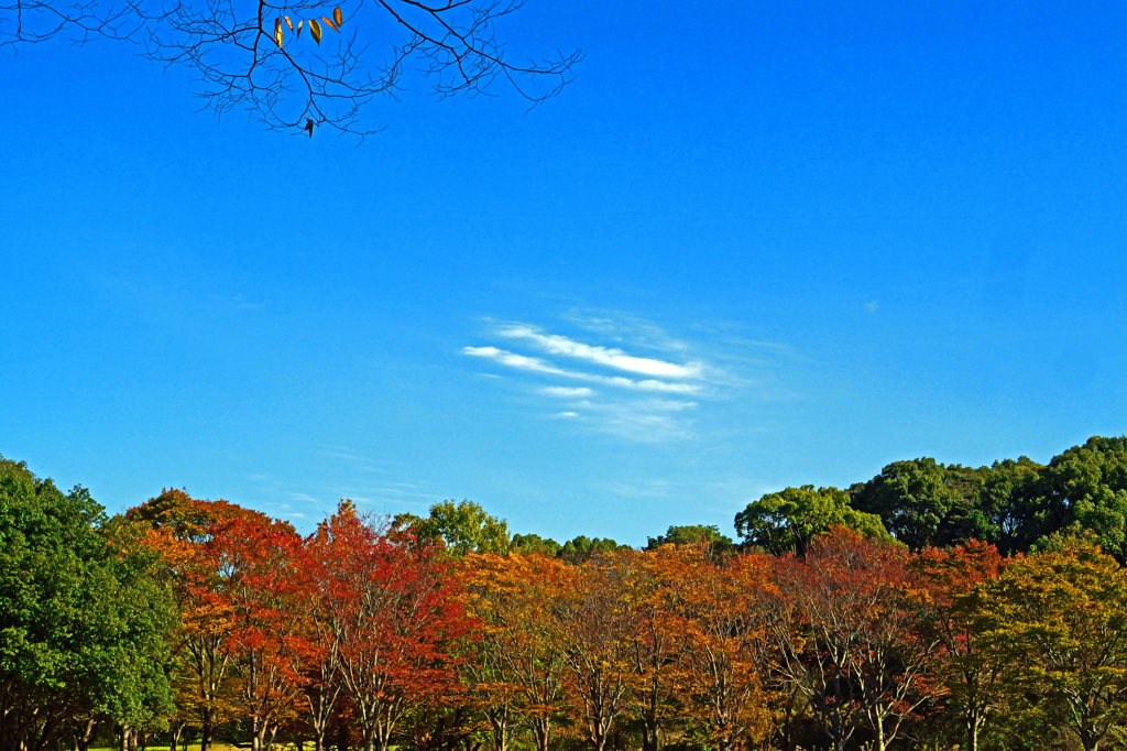 晩秋の空　P1058517zz