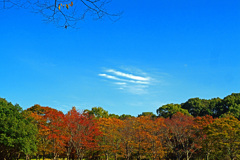 晩秋の空　P1058517zz