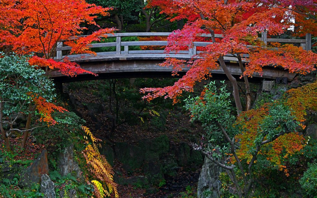 大名庭園の紅　P1059562zz