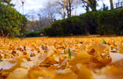 落葉の季節　P1146578zz