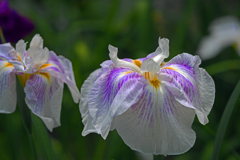 花勝負Ⅱ　P1087209zz