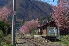 桜咲く駅　P1063858zz