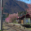 桜咲く駅　P1063858zz