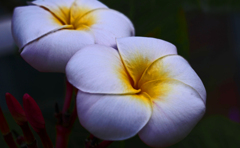 プルメリア　P1260045zz