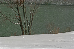 春の雪　IGP9942zz