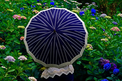 傘の花が開いた　IMGP7912zz