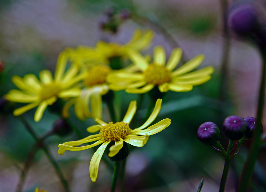 野に咲く花　P1070119zz