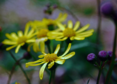 野に咲く花　P1070119zz