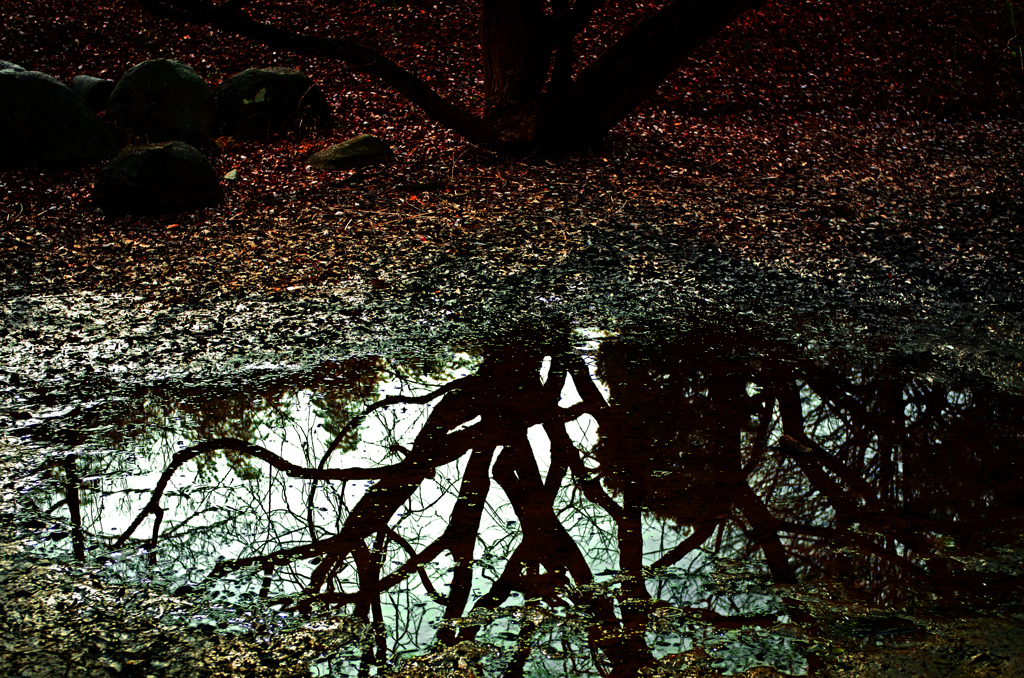 干上がった池　IMGP4381zz