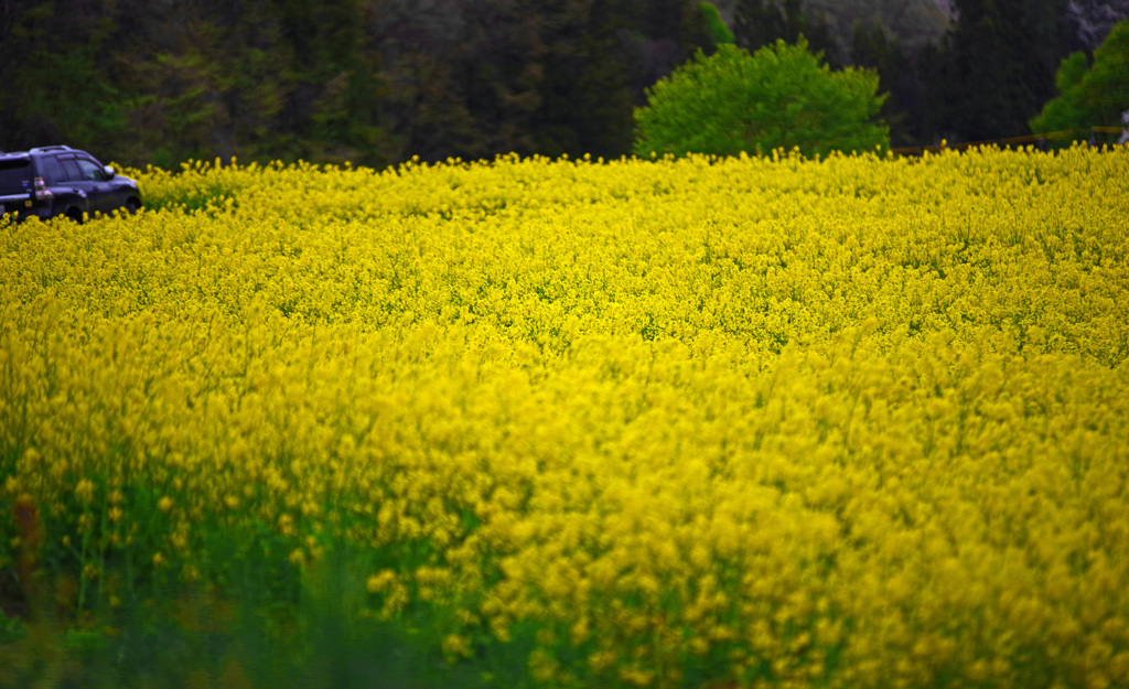 菜の花に埋もれて　IMGP2050zz