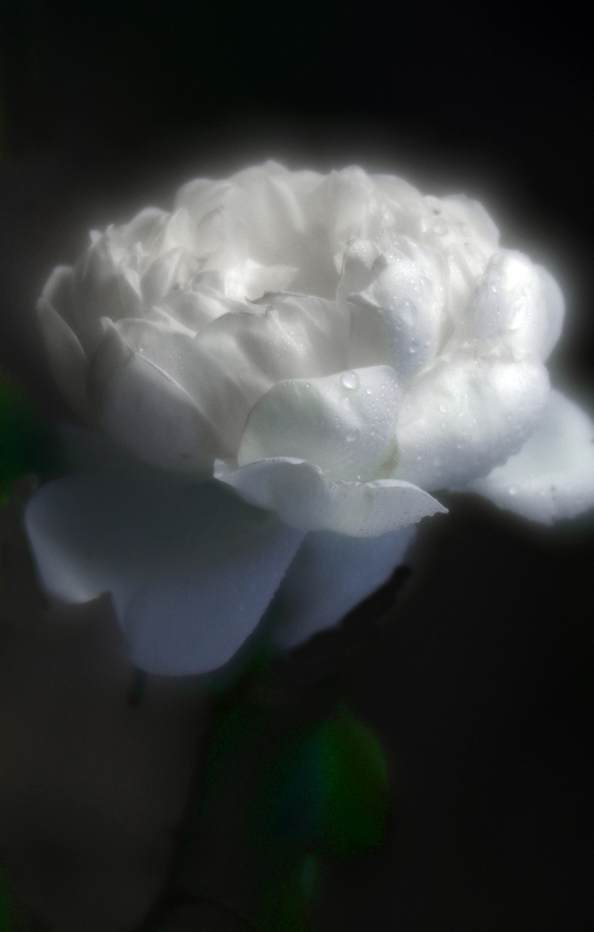 真白き薔薇(soft focus)　IMG9065zz