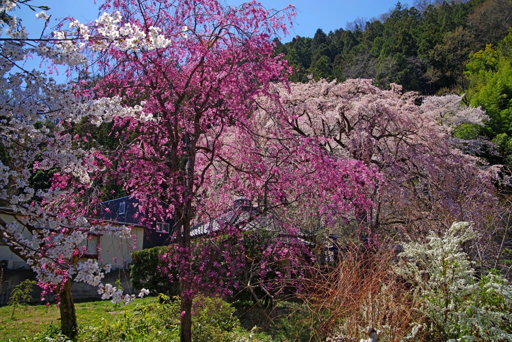 恵明禅寺の枝垂桜　IMGP4718zz