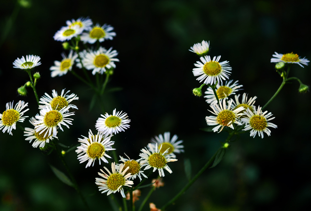 ヒメジョオン　P1770806zz