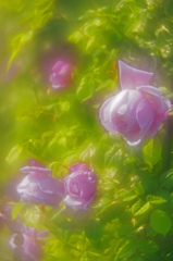 薔薇のパステル画　IGP8405zz