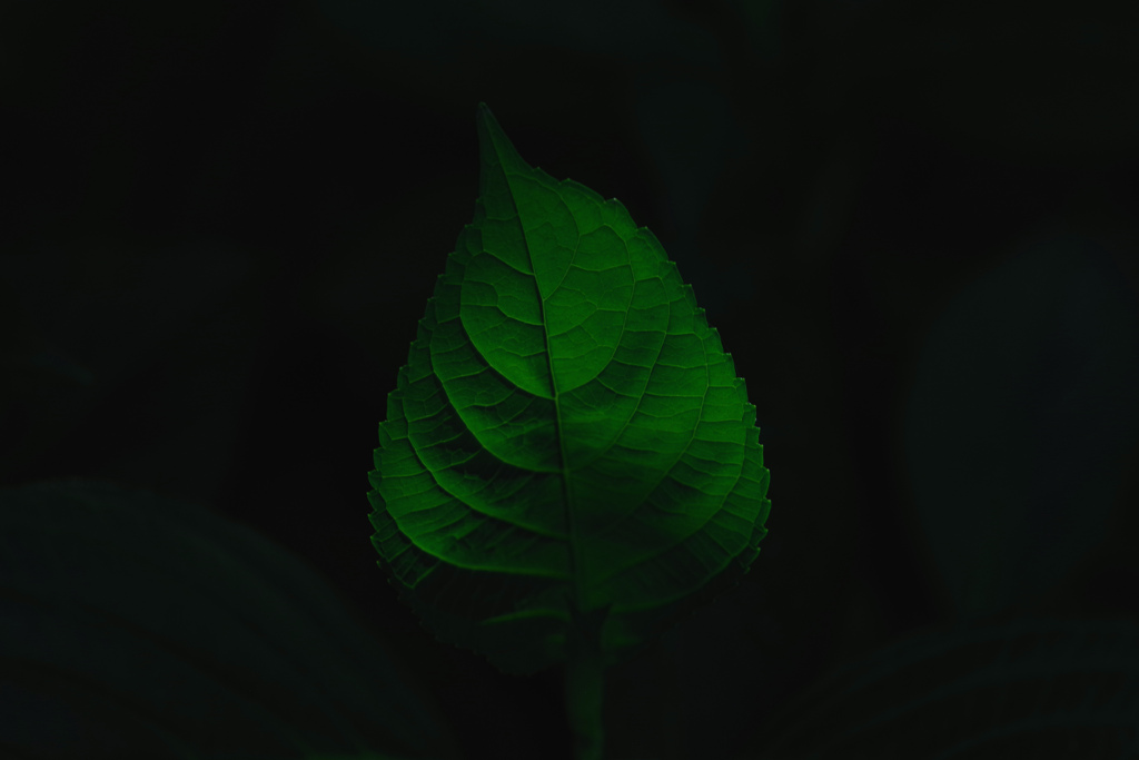 一葉　IMGP7703zz