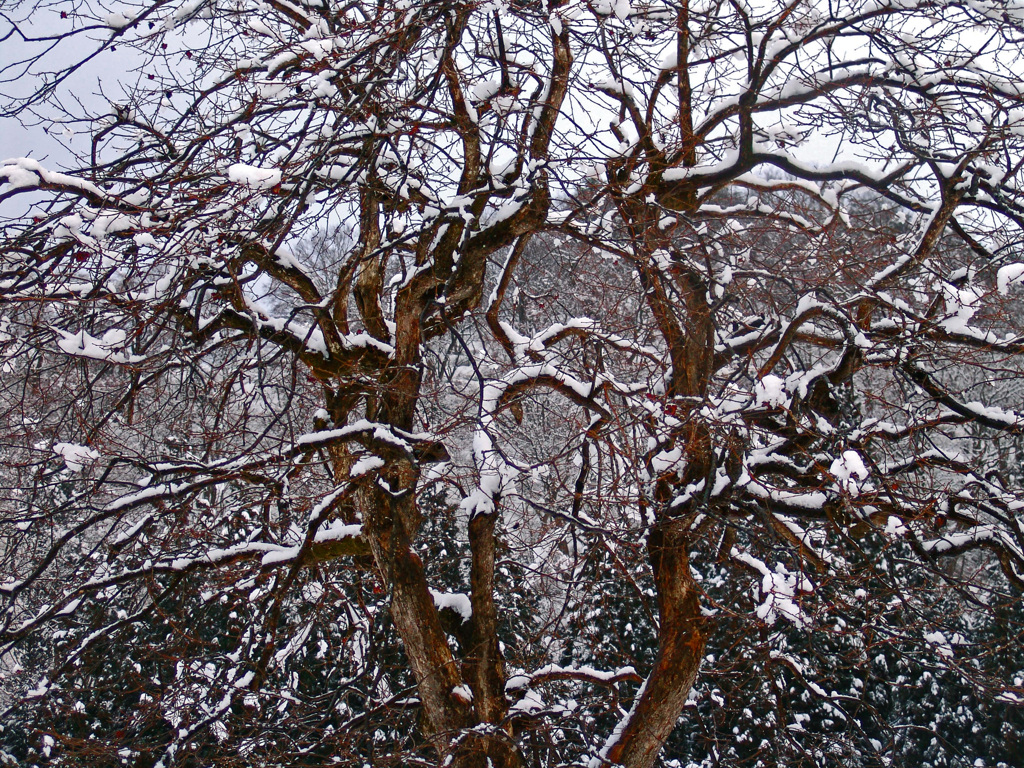 追憶 厳冬の郷Ⅱ　DSC01750z
