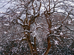 追憶 厳冬の郷Ⅱ　DSC01750z