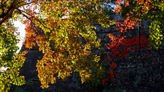 石垣と秋の陽　P1790668zz