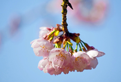 大寒桜　P1100470zz