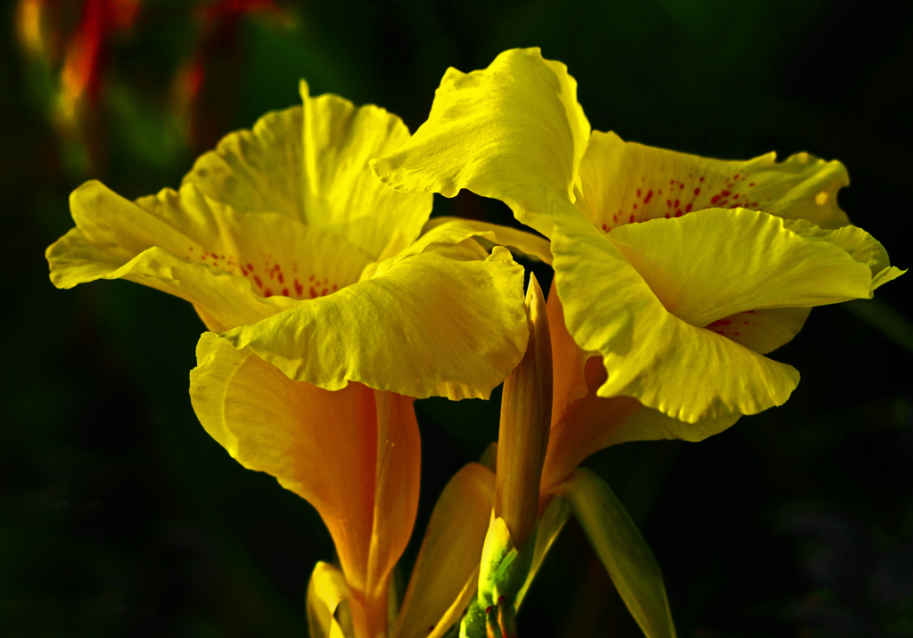 夏の終わりに　P1690698zz