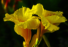 夏の終わりに　P1690698zz