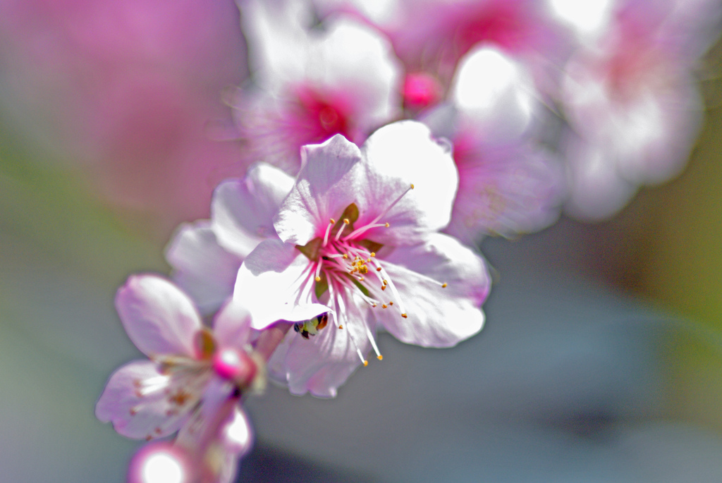 巴旦杏の花　 IMGP5774zz