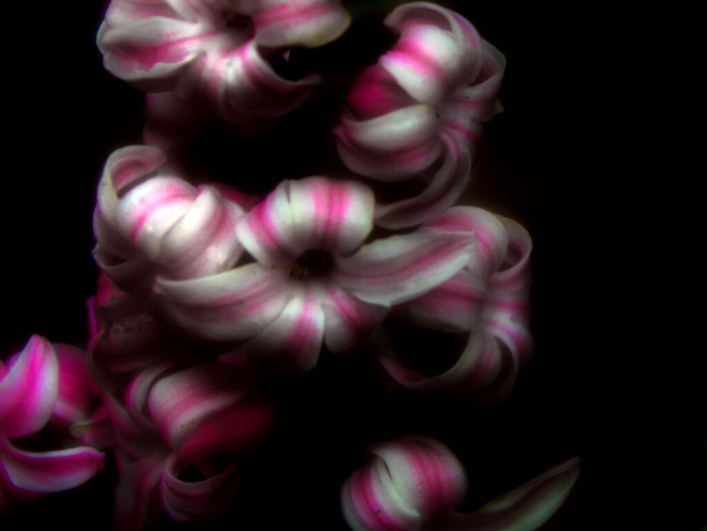 有平糖のような　P1530065zz