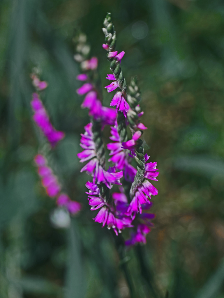 ネジ ネジ　P1290219zz