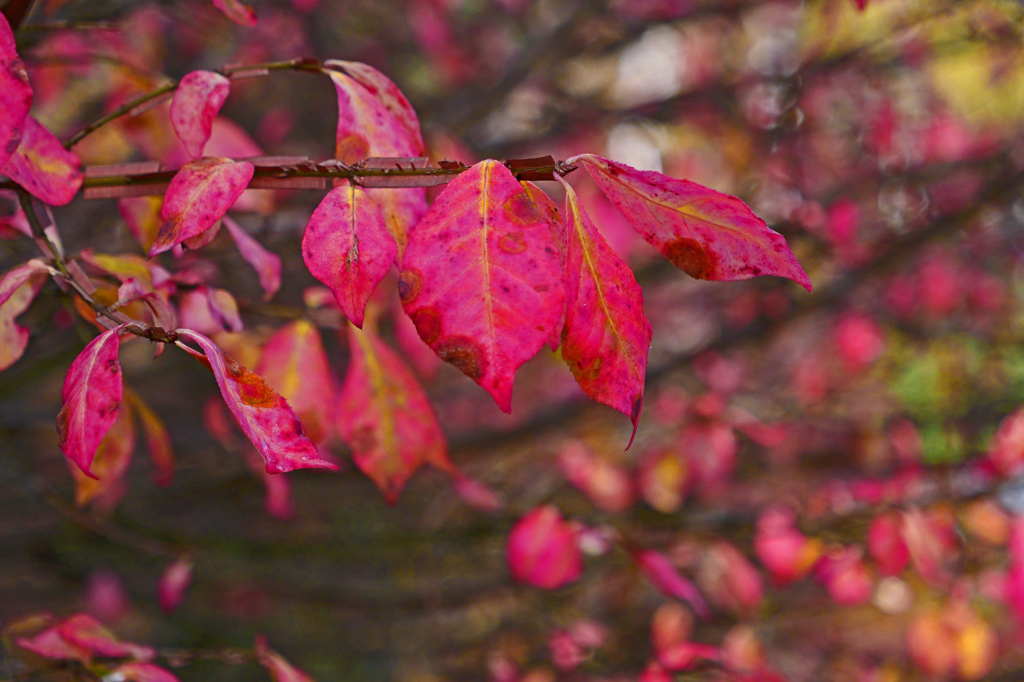 ニシキギモミジ　P1057672zz