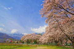 桜並木と春の空Ⅱ　IMGP0031