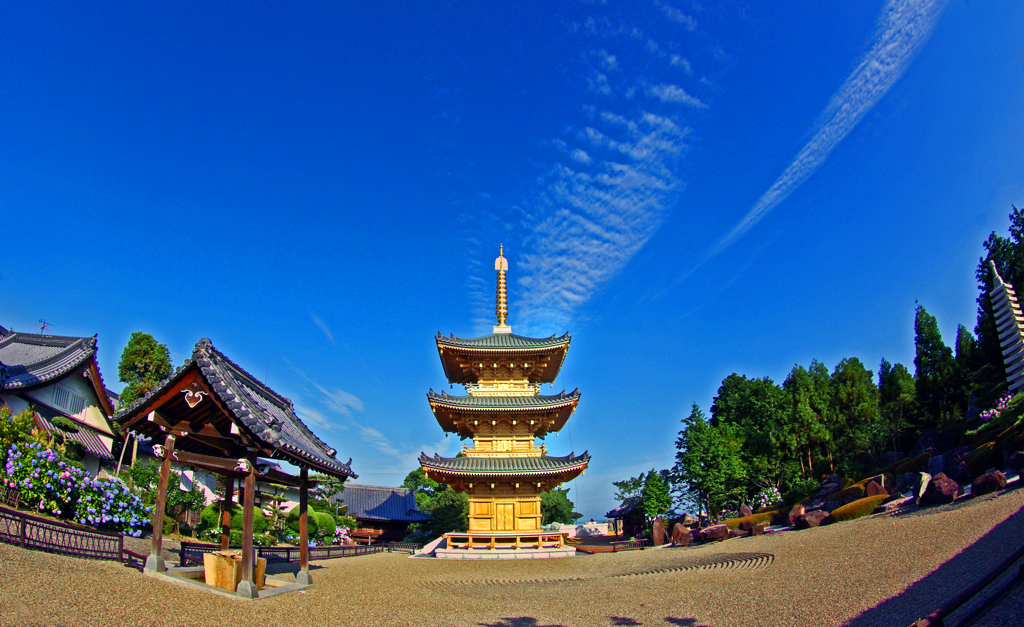 紫陽花の寺　IMGP6708zz