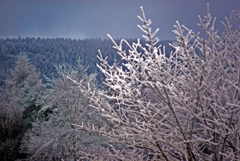 樹氷の森　IMGP0254zz