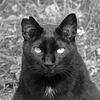 友好的なノラ猫さん　P1088001zz