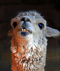 アルパカ　P1080149zz