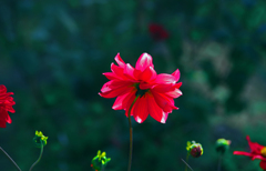 赤いダリア　IMGP3200zz
