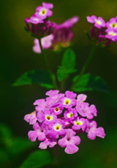 野に咲く花　P1360422zz