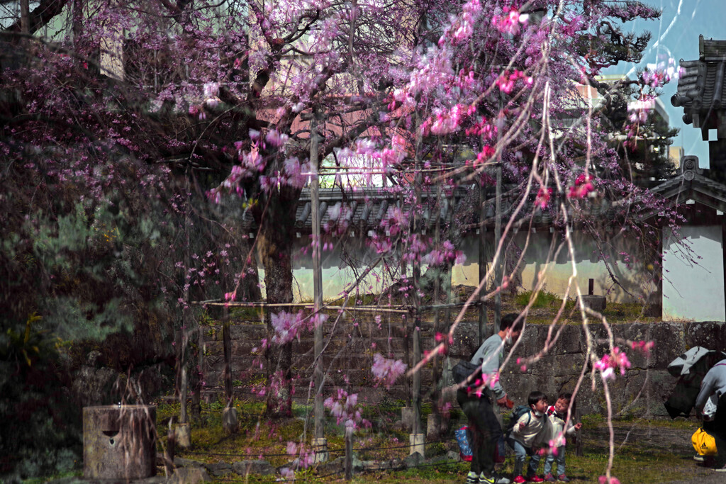 桜の下の記念撮影　IMGP2701zz