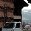 垣間見る一本桜　IMGP3044zz