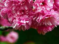 牡丹桜　P1530315zz