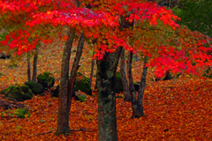 紅燃ゆる　P1046188zz